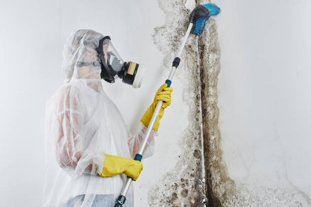 Best Mold Damage Repair  in Manteno, IL