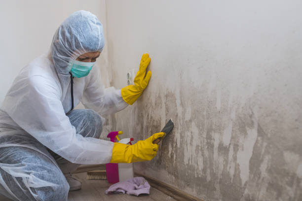 Best Mold Removal Process  in Manteno, IL