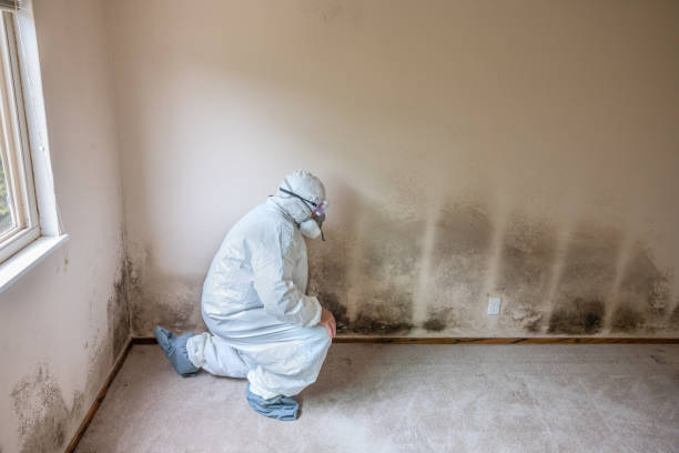 Crawl Space Mold Removal in Manteno, IL