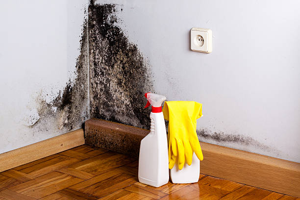 Professional Mold Removal in Manteno, IL