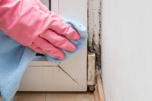 Best Local Mold Removal Service  in Manteno, IL